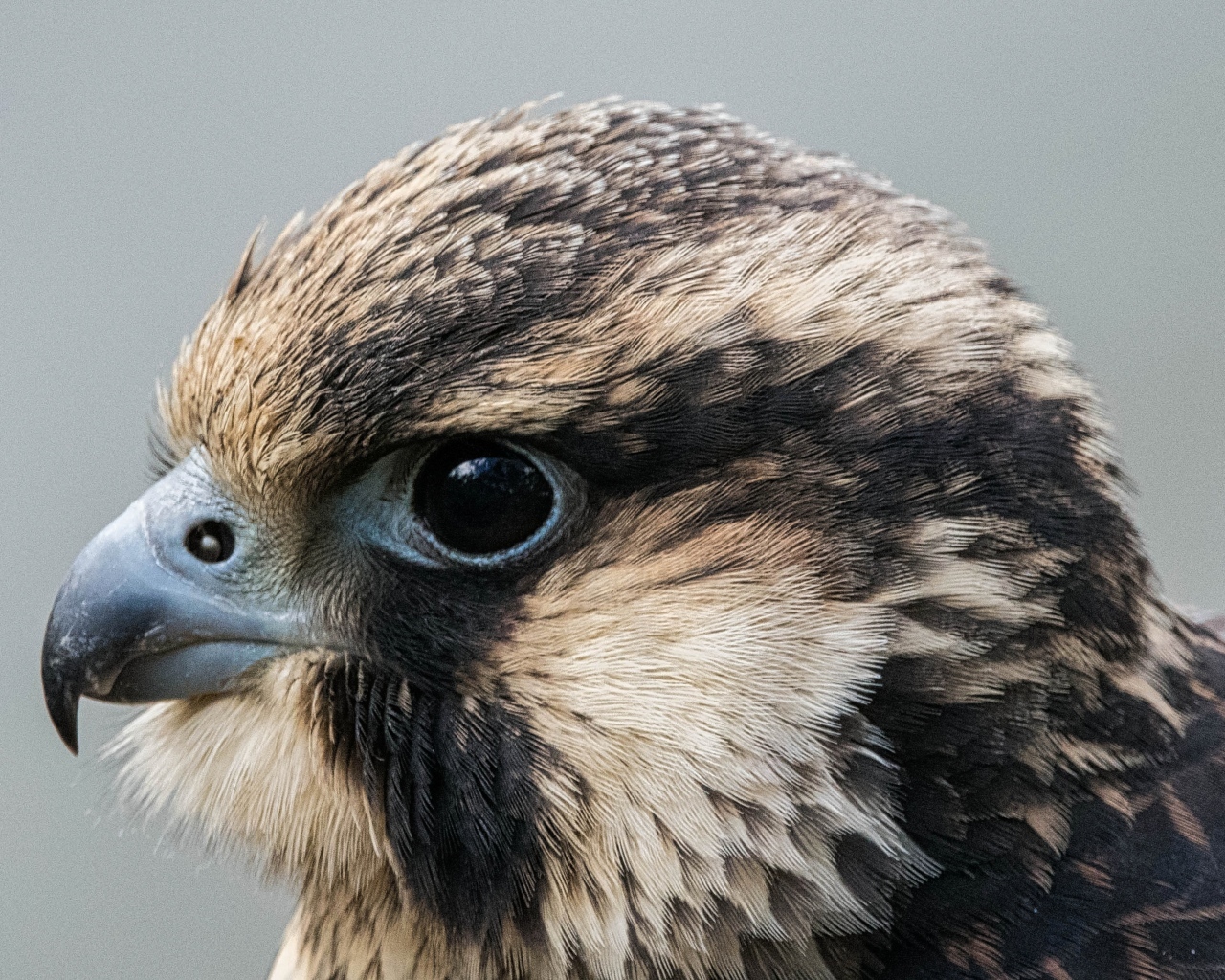 Голова хищного сокола на сером фоне