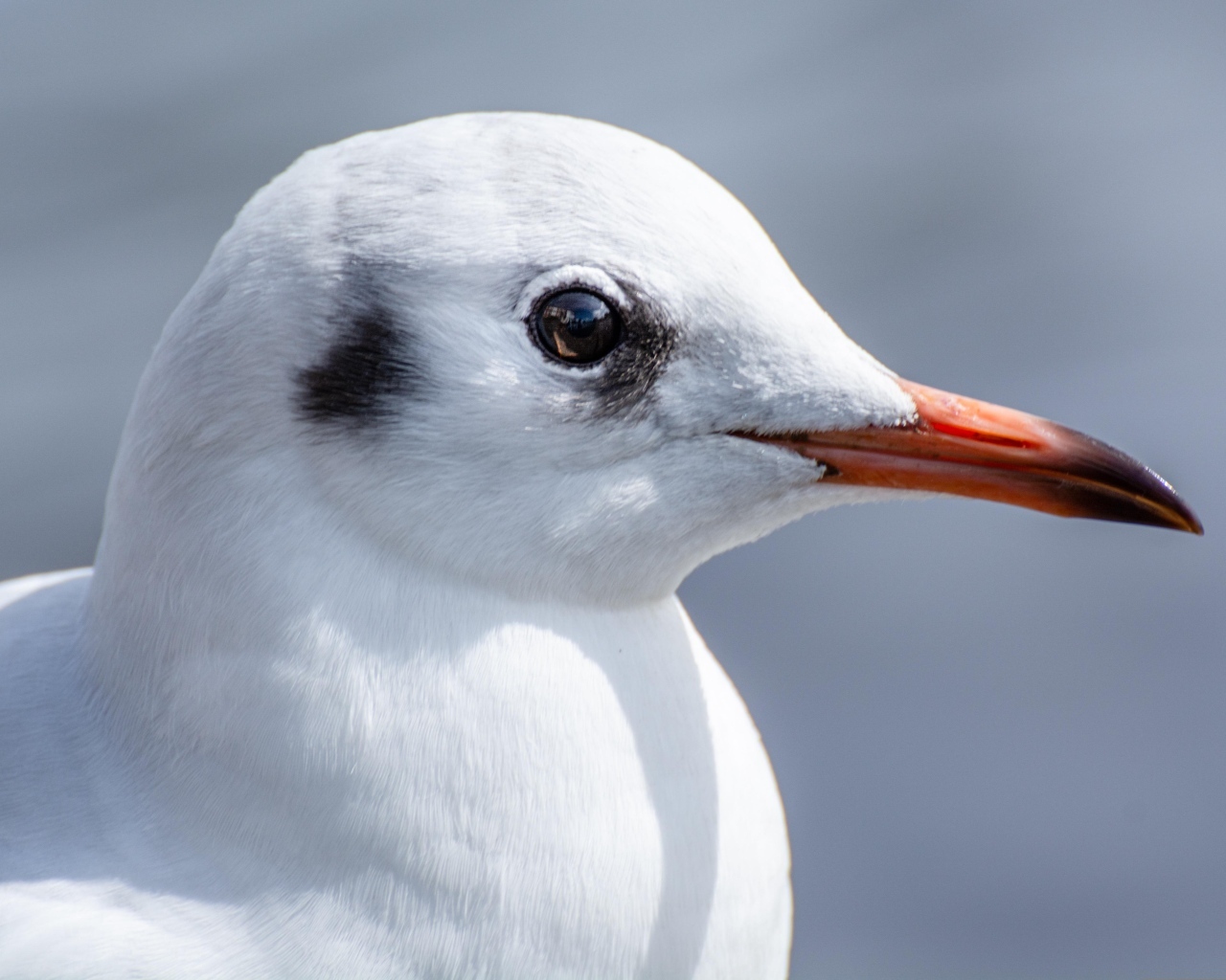 Голова чайки с острым клювом 