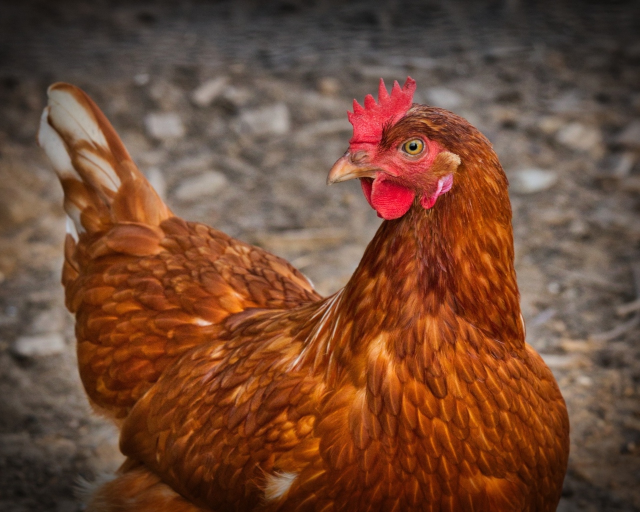 Домашняя коричневая курица наседка