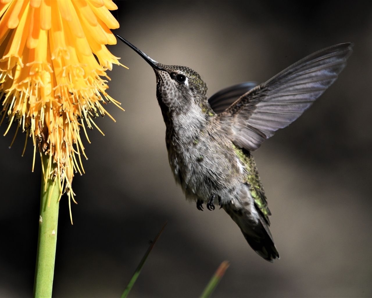 Птица колибри собирает нектар с цветка