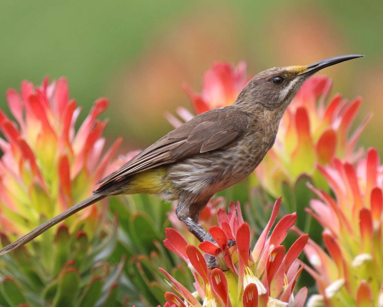 Птица колибри сидит на красном цветке