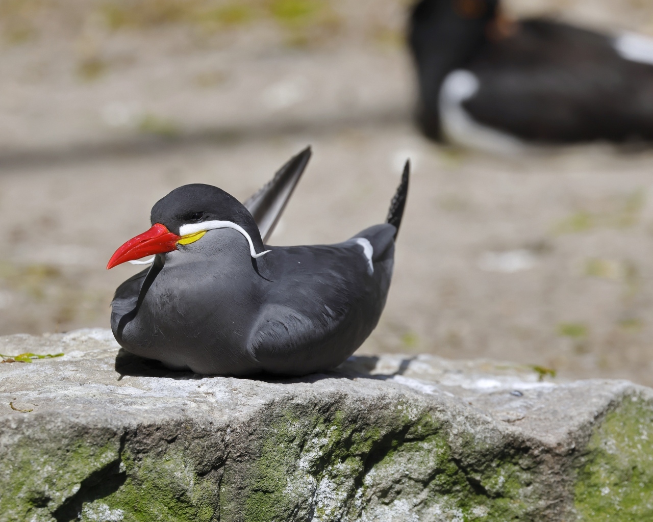 Птица крачка инков лежит  на камне