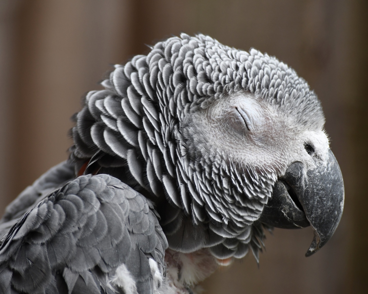 Попугай жако с закрытыми глазами