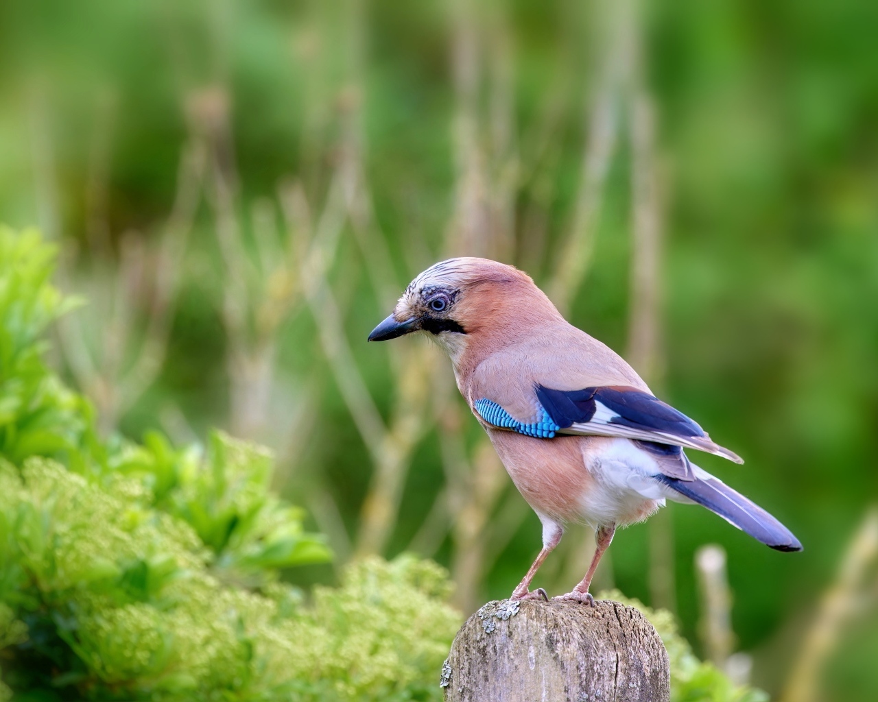 Сойка сидит на сухой ветке