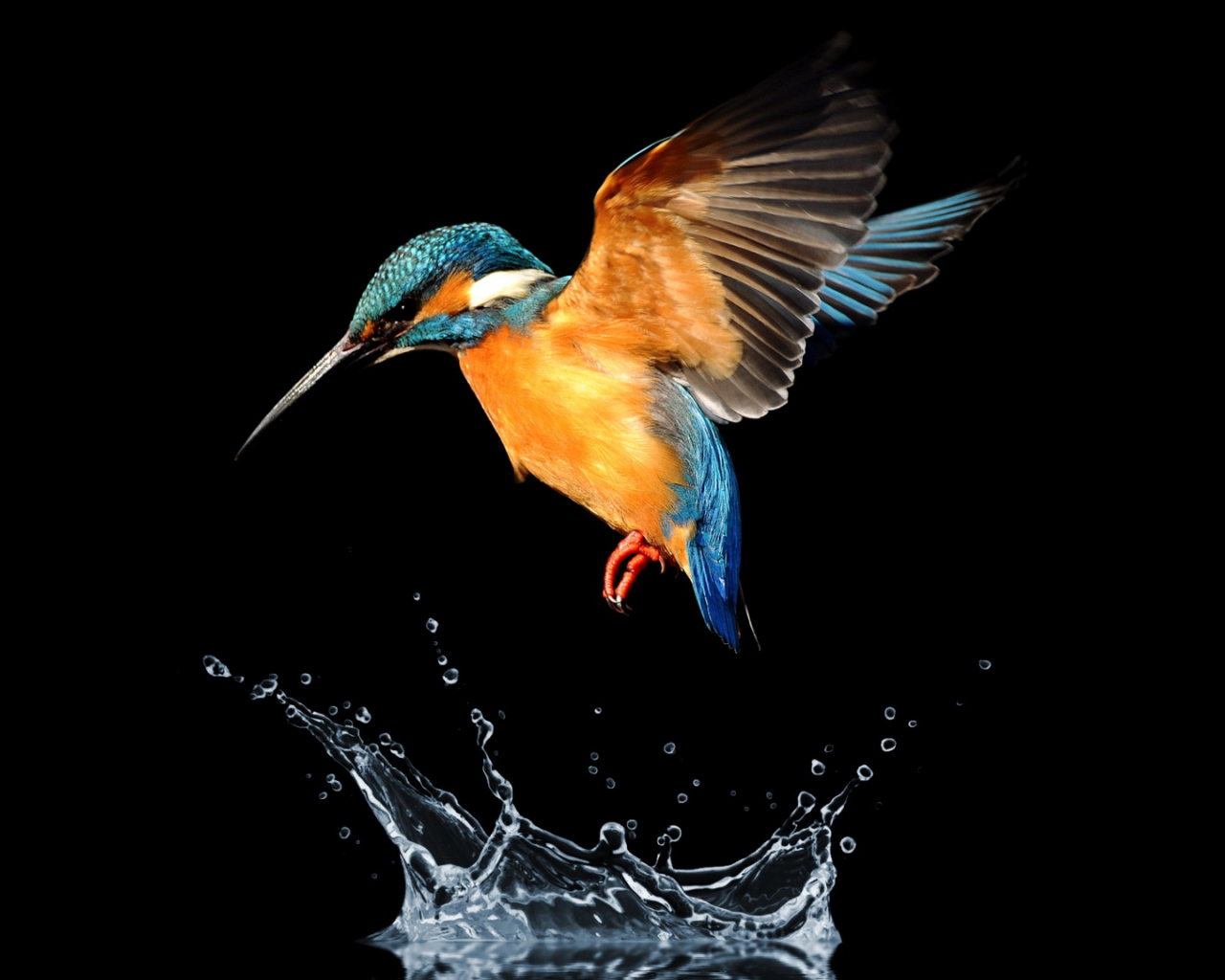 Птица зимородок над водой на черном фоне