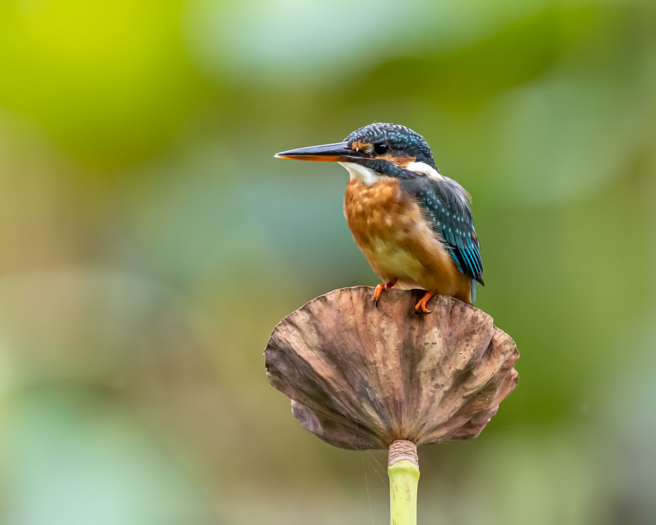 Птица зимородок сидит на растении
