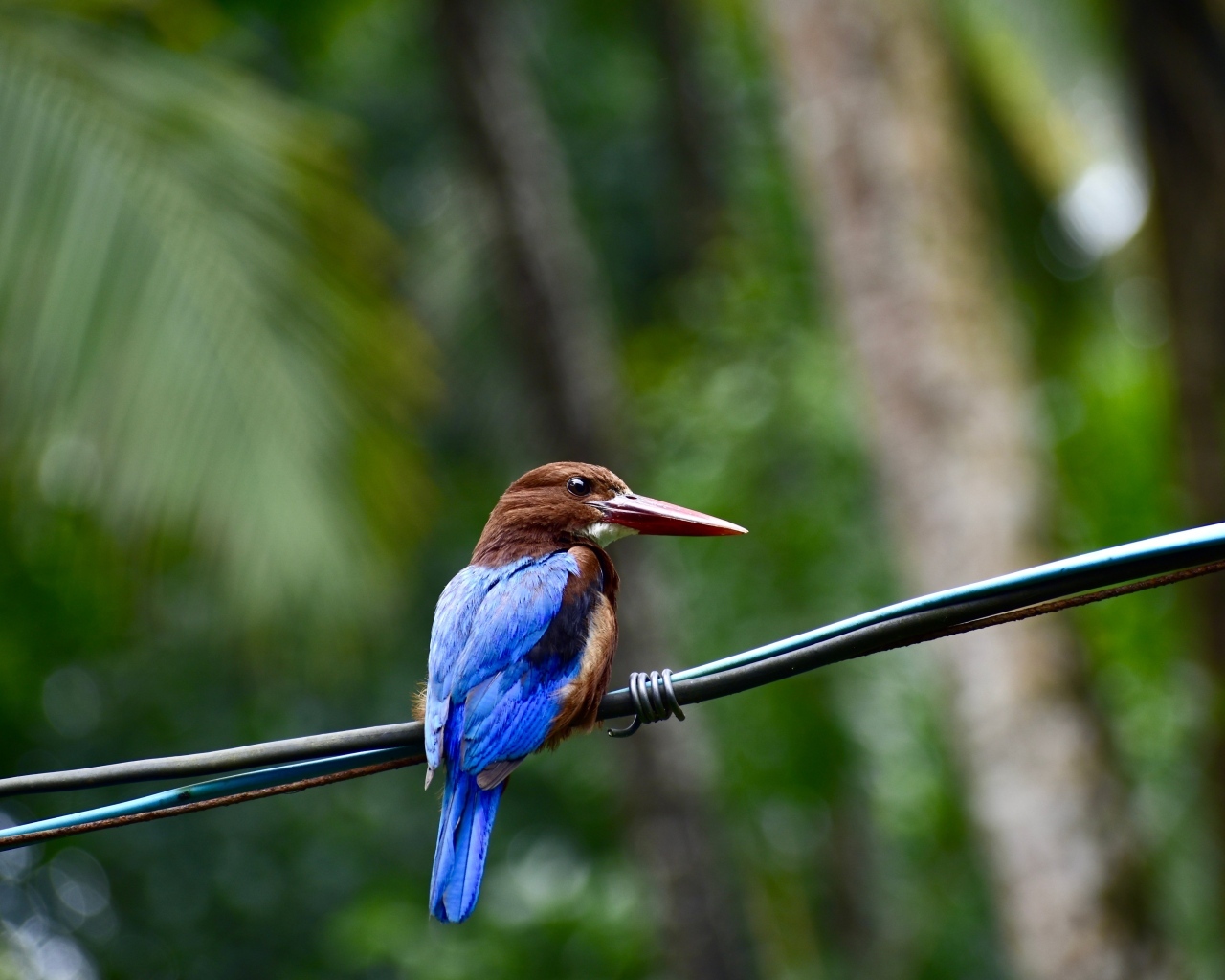 Птица зимородок сидит на проводах