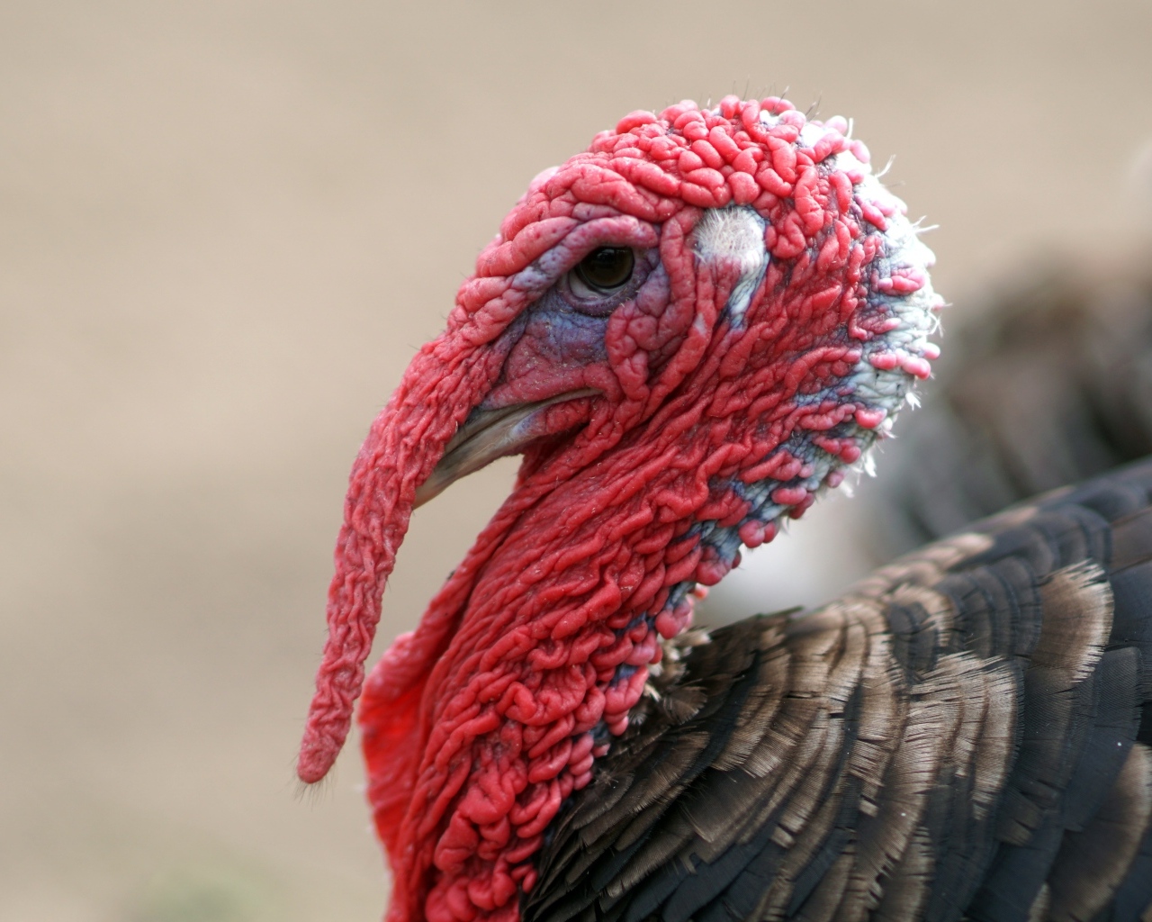 Большой домашний индюк с красной головой