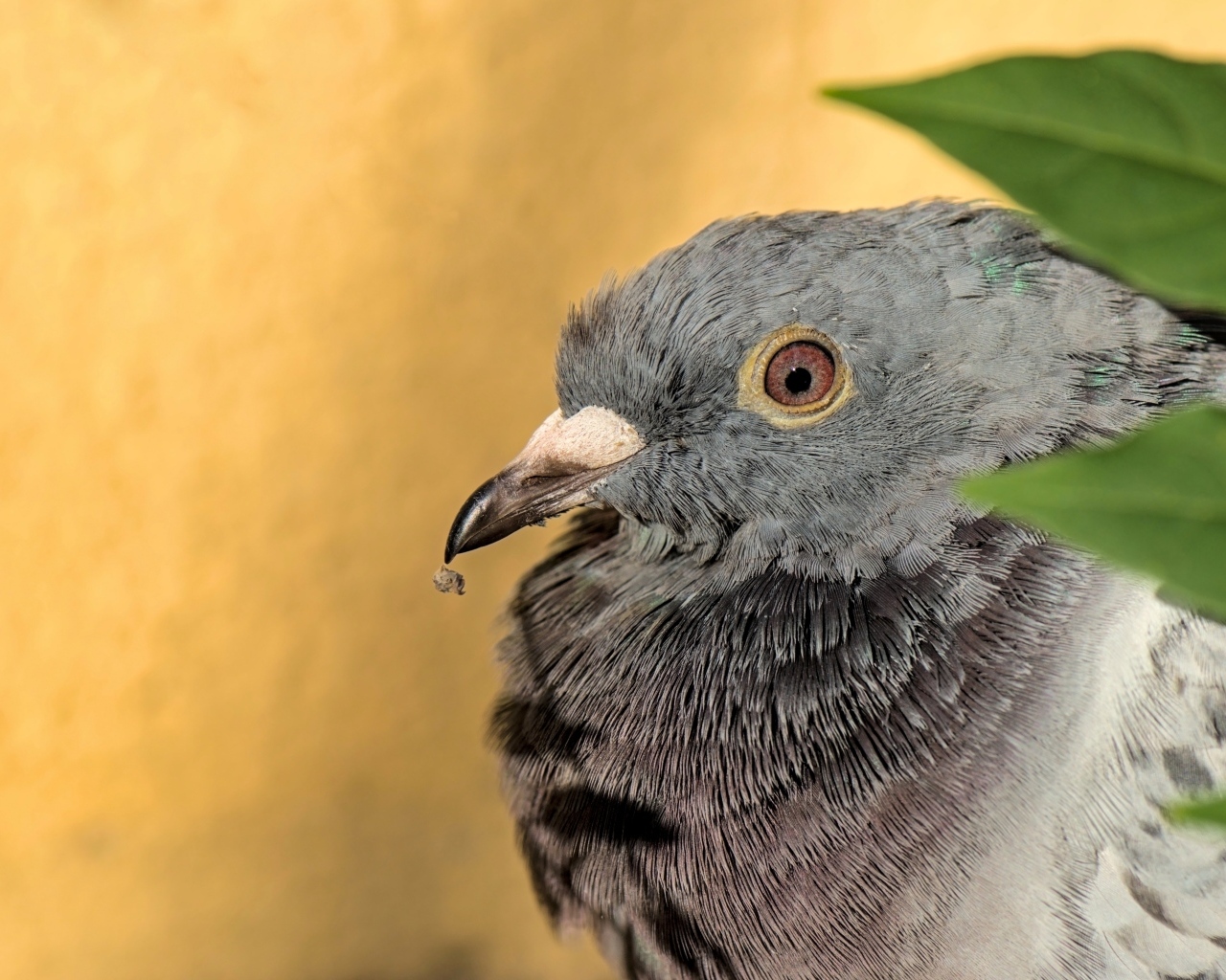 Большой серый голубь с острым клювом