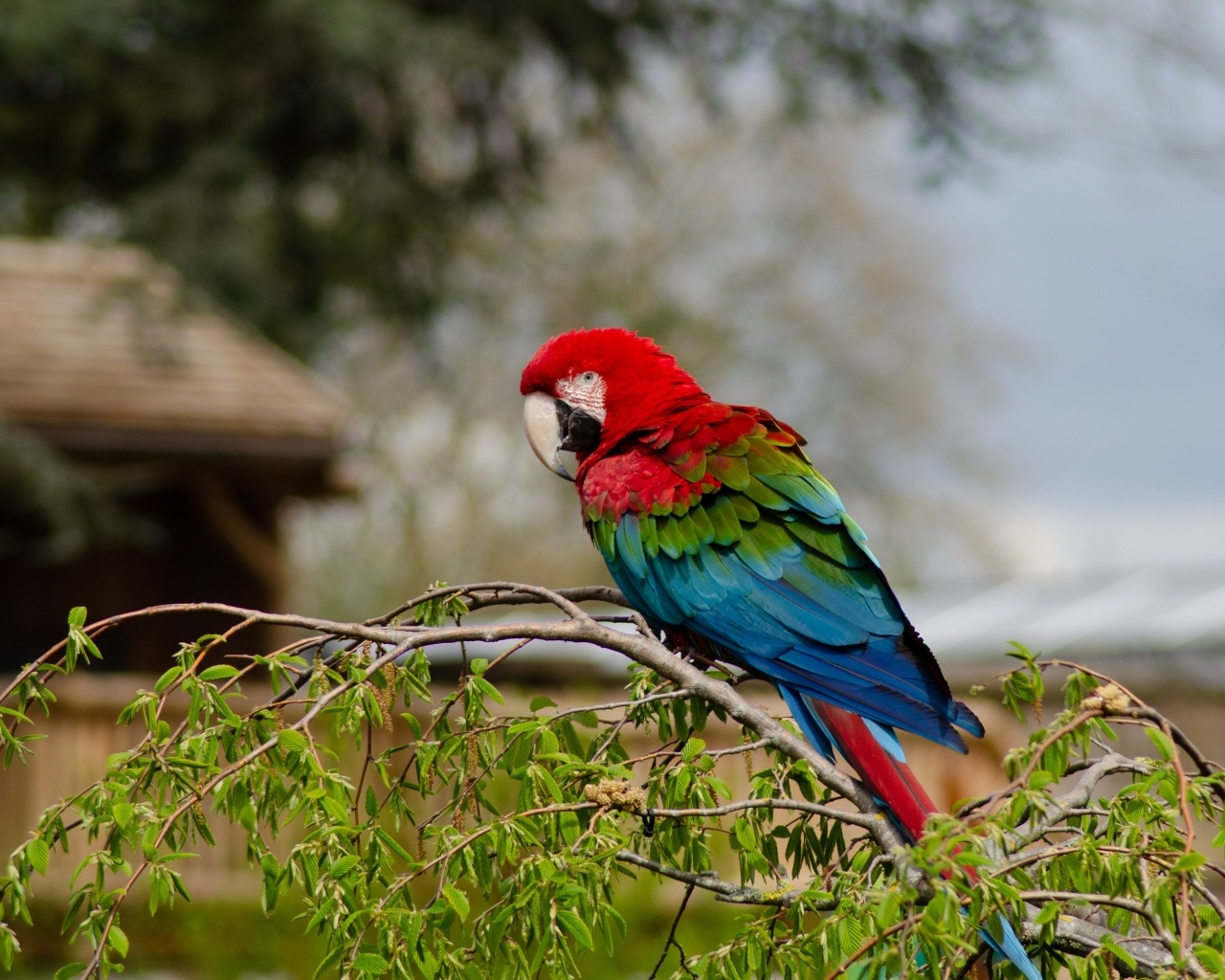Большой попугай ара сидит на ветке дерева