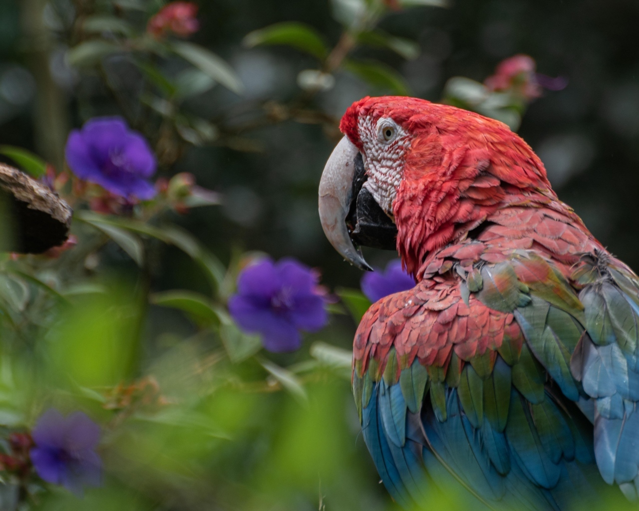 Большой разноцветный попугай ара на ветке 