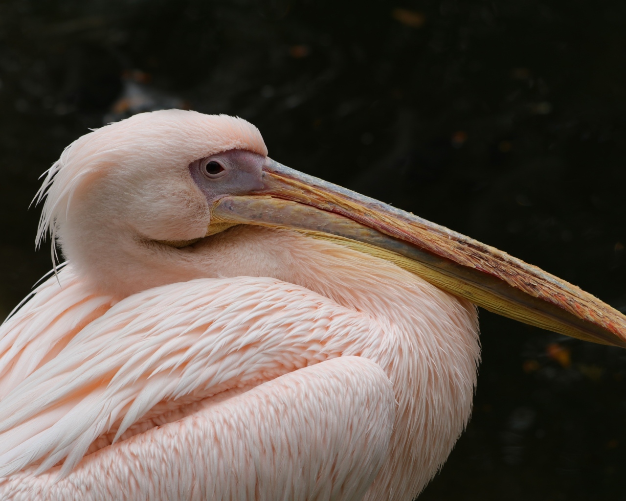 Большой розовый пеликан с острым клювом