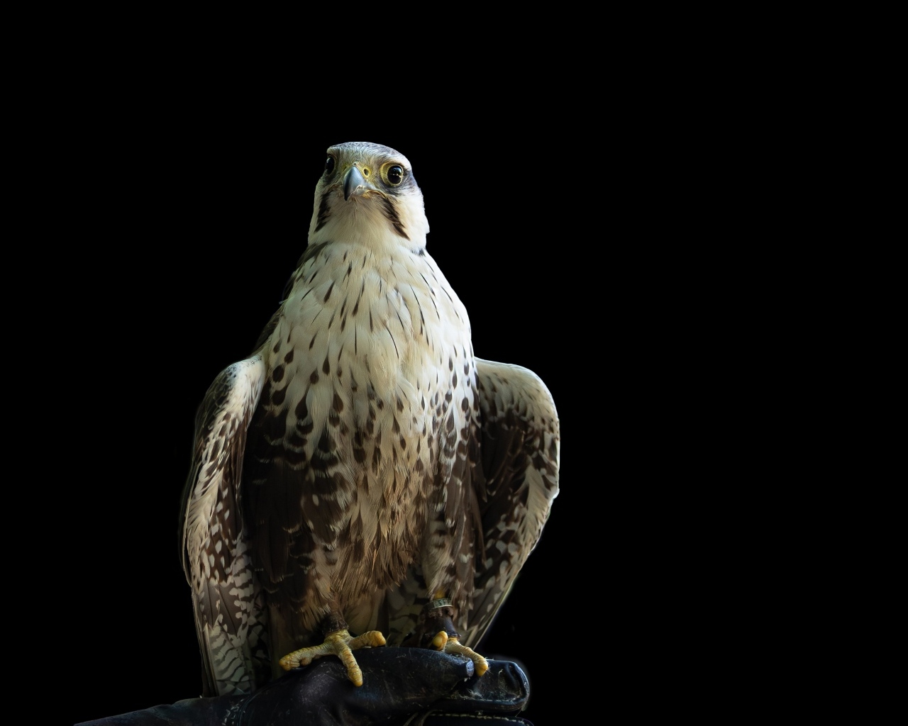 Большой хищный сокол на черном фоне