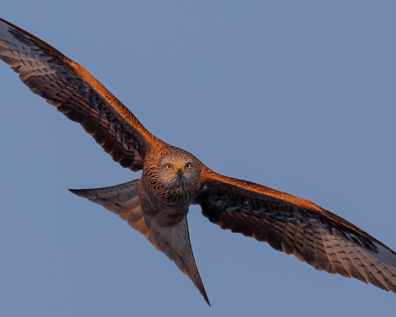 Большой хищный коршун в небе