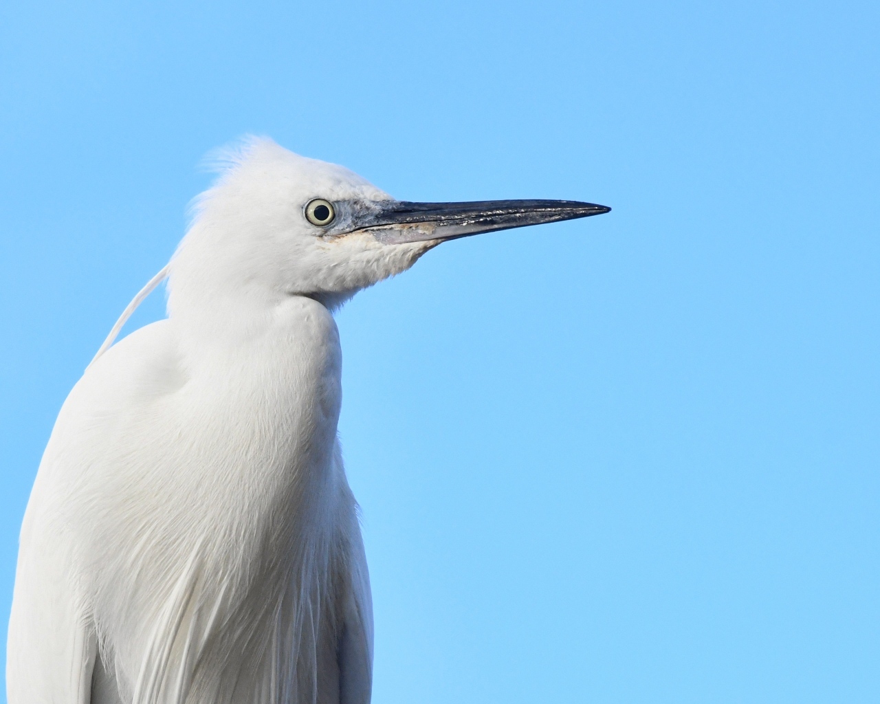 Большая белая птица с острым клювом на голубом фоне