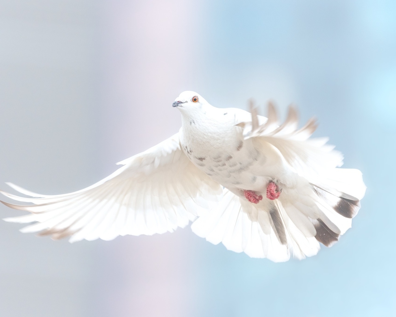 Большой белый голубь  на голубом фоне
