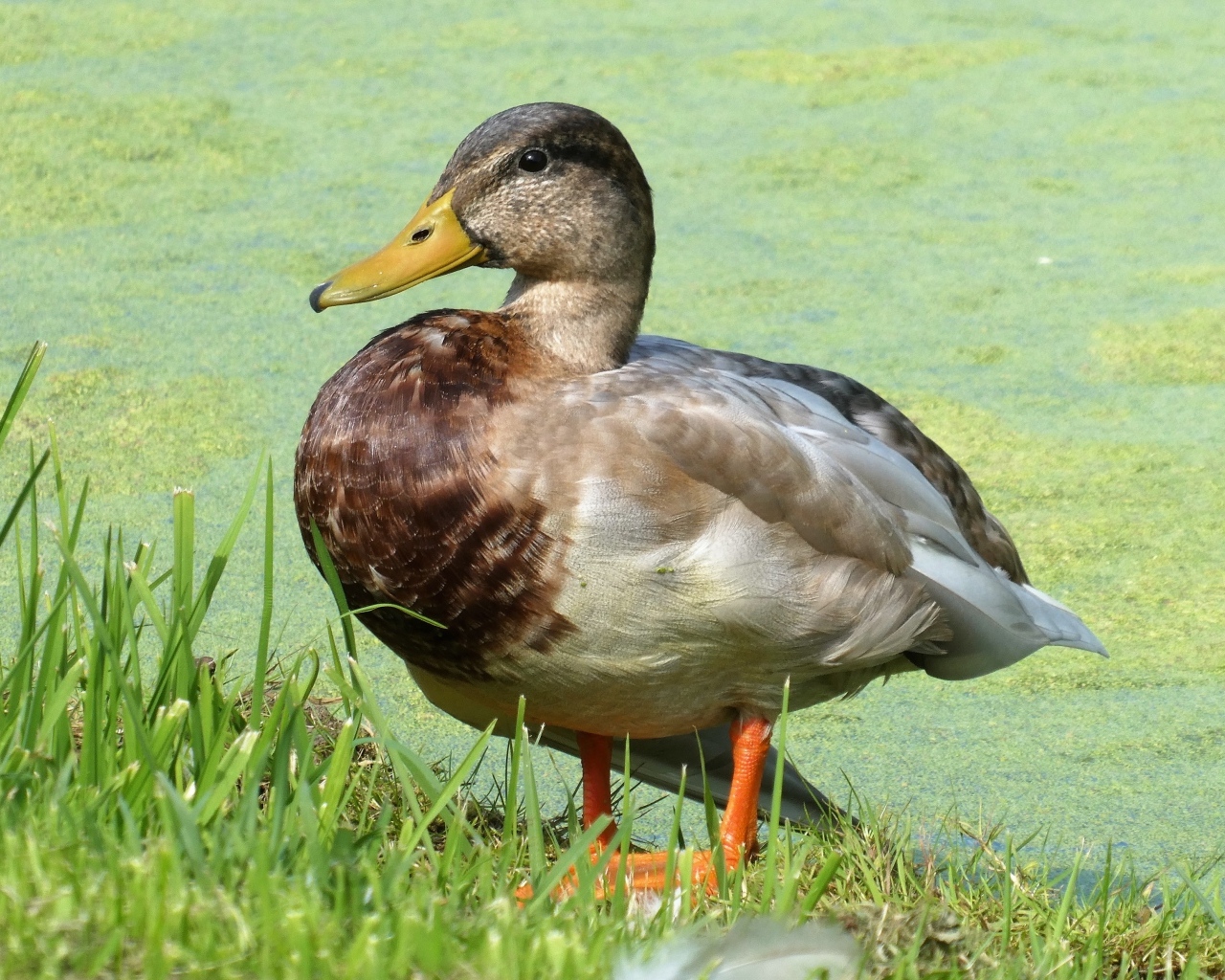 Большая дикая утка у покрытого тиной пруда