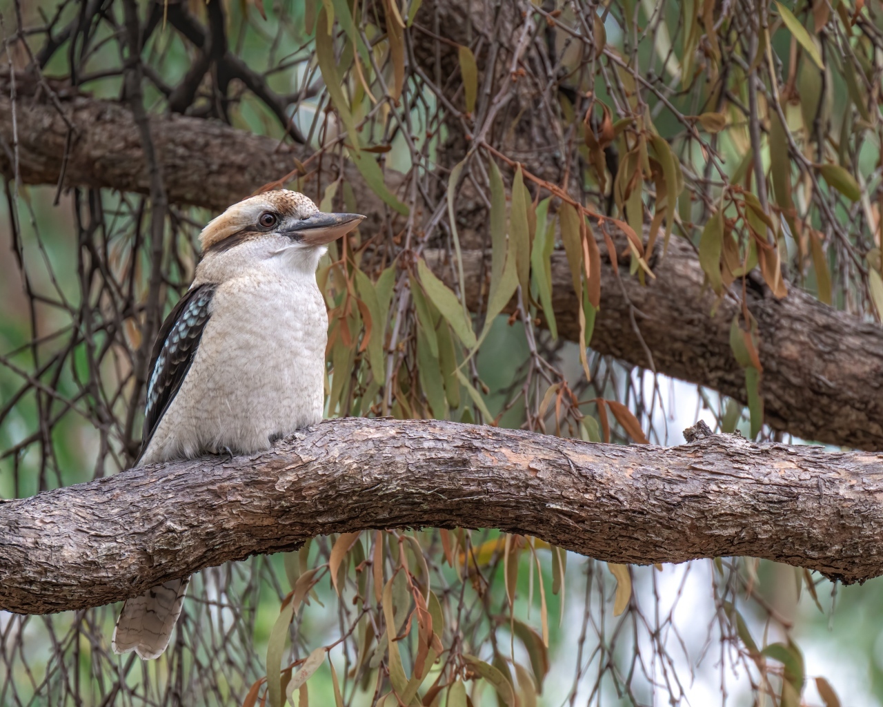 Птица смеющийся кукабарра сидит на ветке