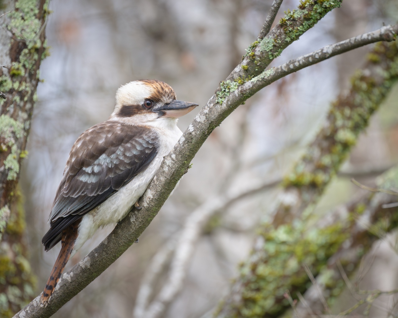 Птица смеющийся  кукабарра сидит на ветке