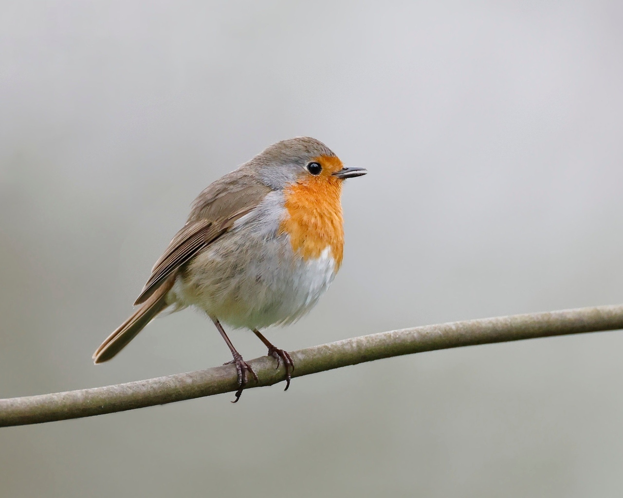 Маленькая европейская малиновка сидит на ветке