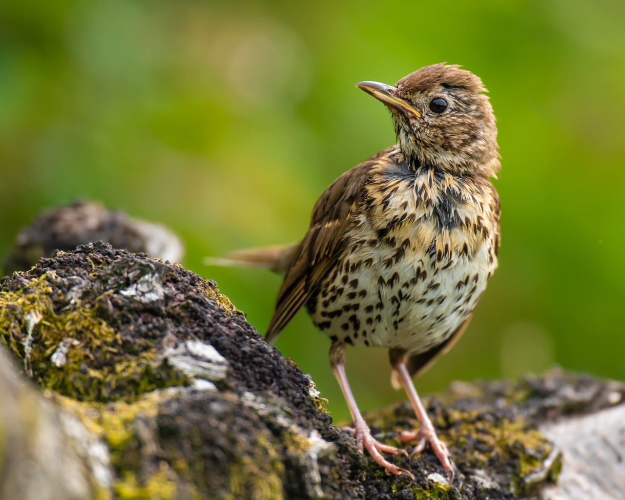 Маленький Певчий дрозд сидит на камне