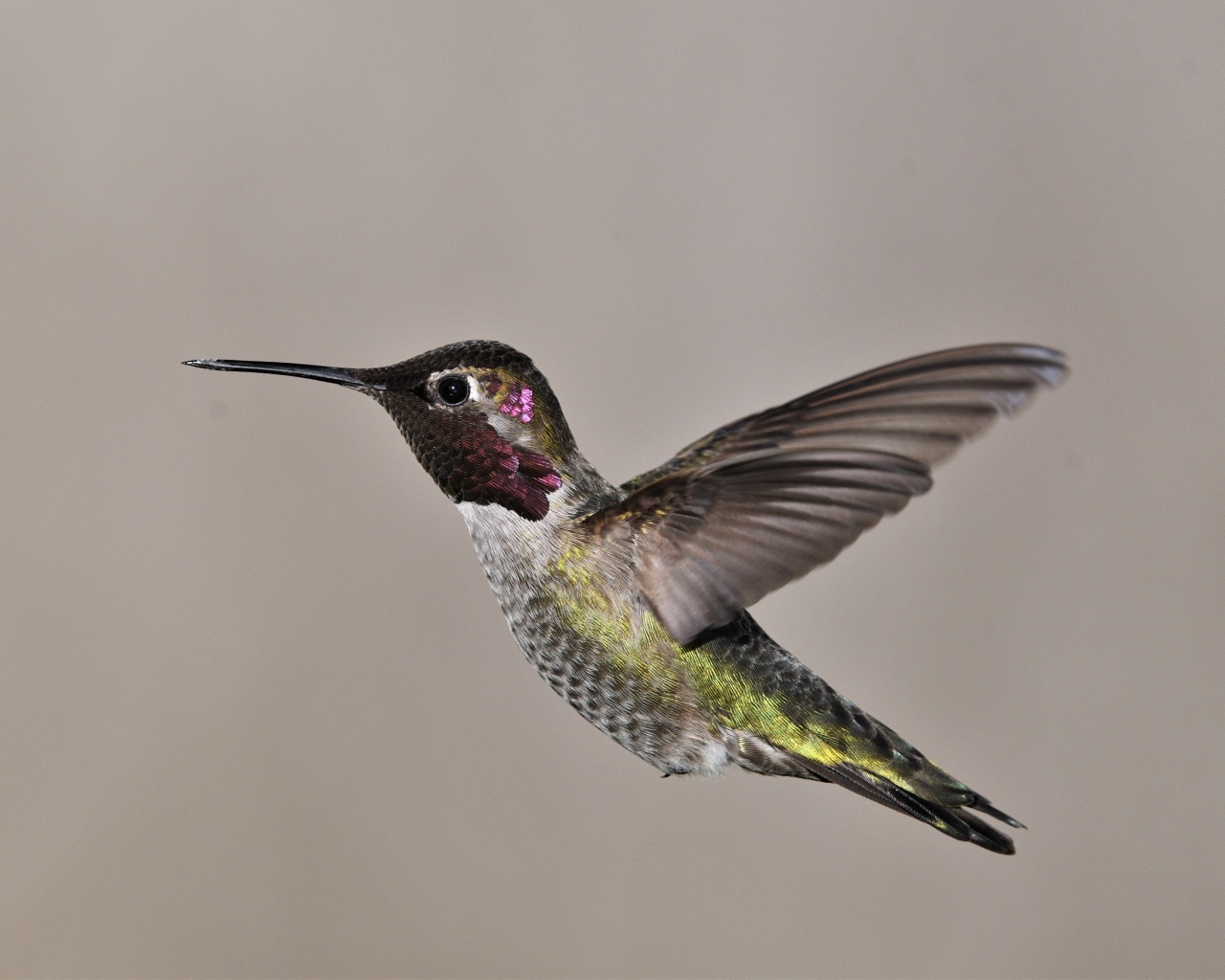 Маленькая птица колибри крупным планом