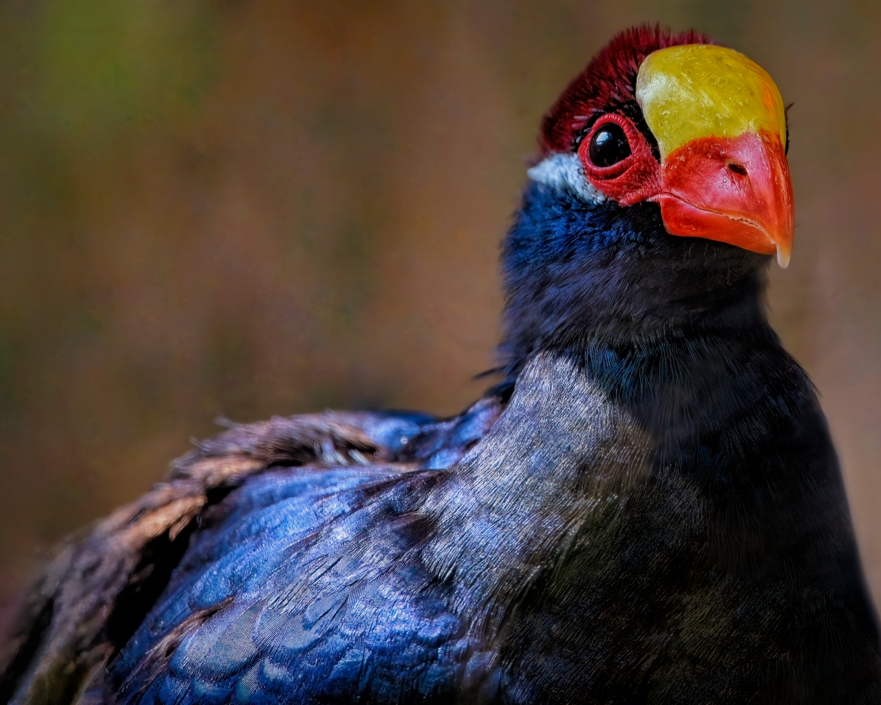 Маленькая птица фиолетовый турако