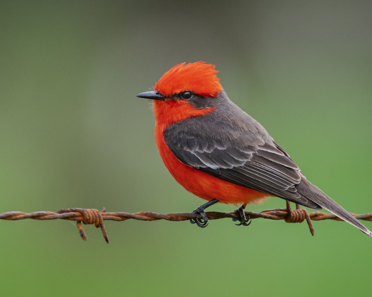 Маленькая птица алая мухоловка сидит на проволоке