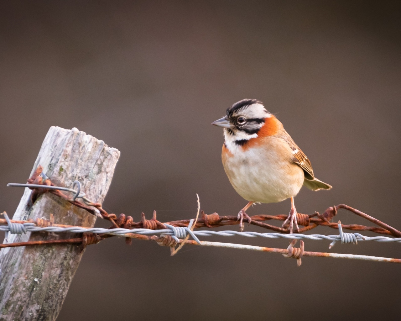 Маленькая птичка сидит на колючей проволоке