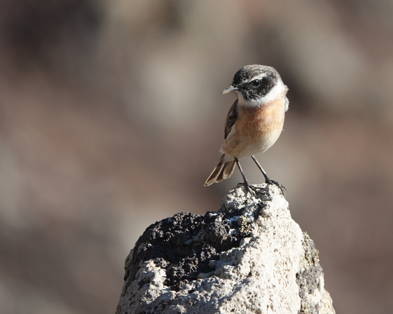 Маленькая птица сидит на камне