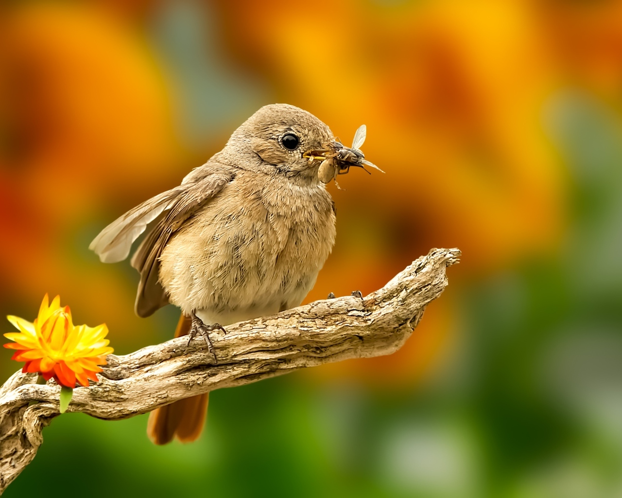 Маленькая птичка с насекомым в клюве 