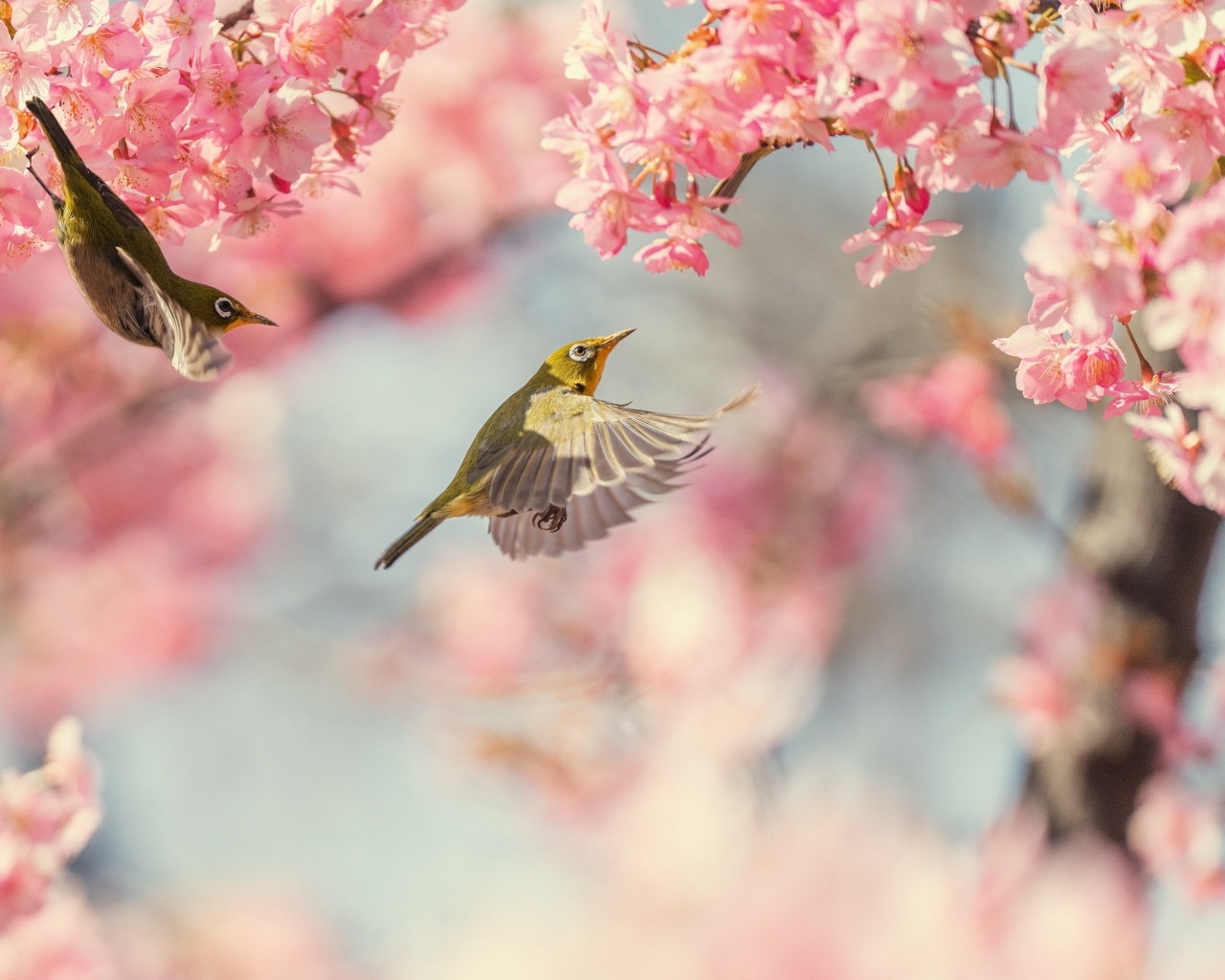 Маленькие птицы кружат у розовых цветов