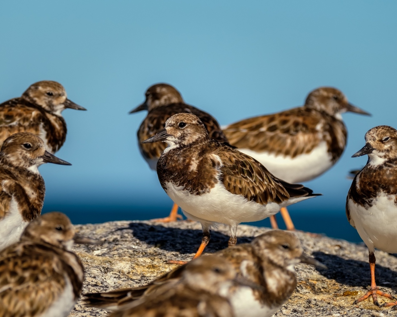 Маленькие птицы на камне у воды