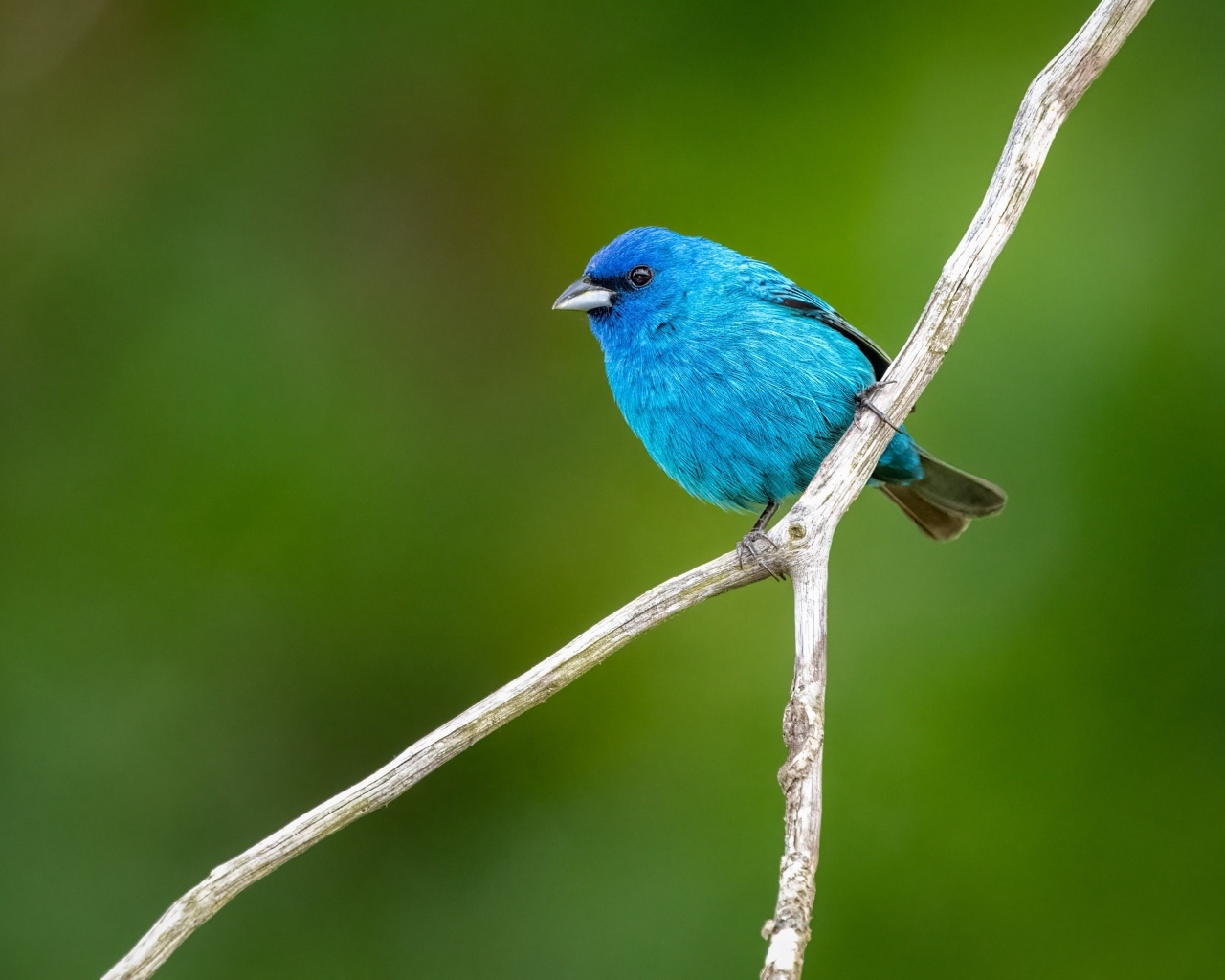 Маленькая голубая птичка сидит на ветке