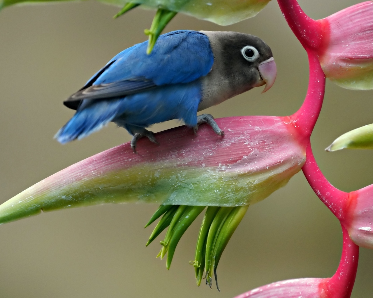 Маленький синий попугай сидит на цветке