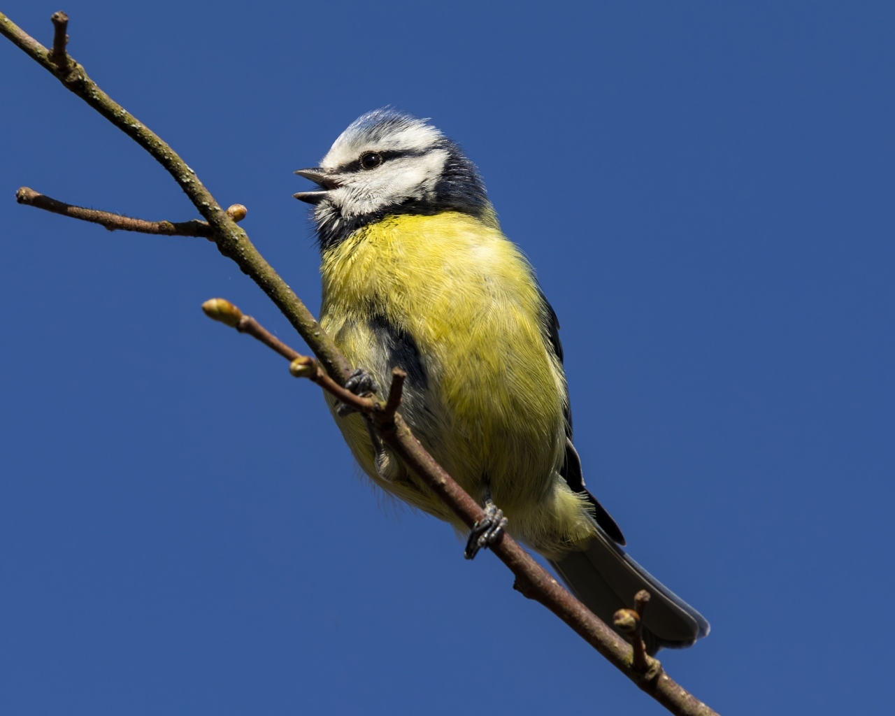 Маленькая птичка лазоревка на ветке дерева