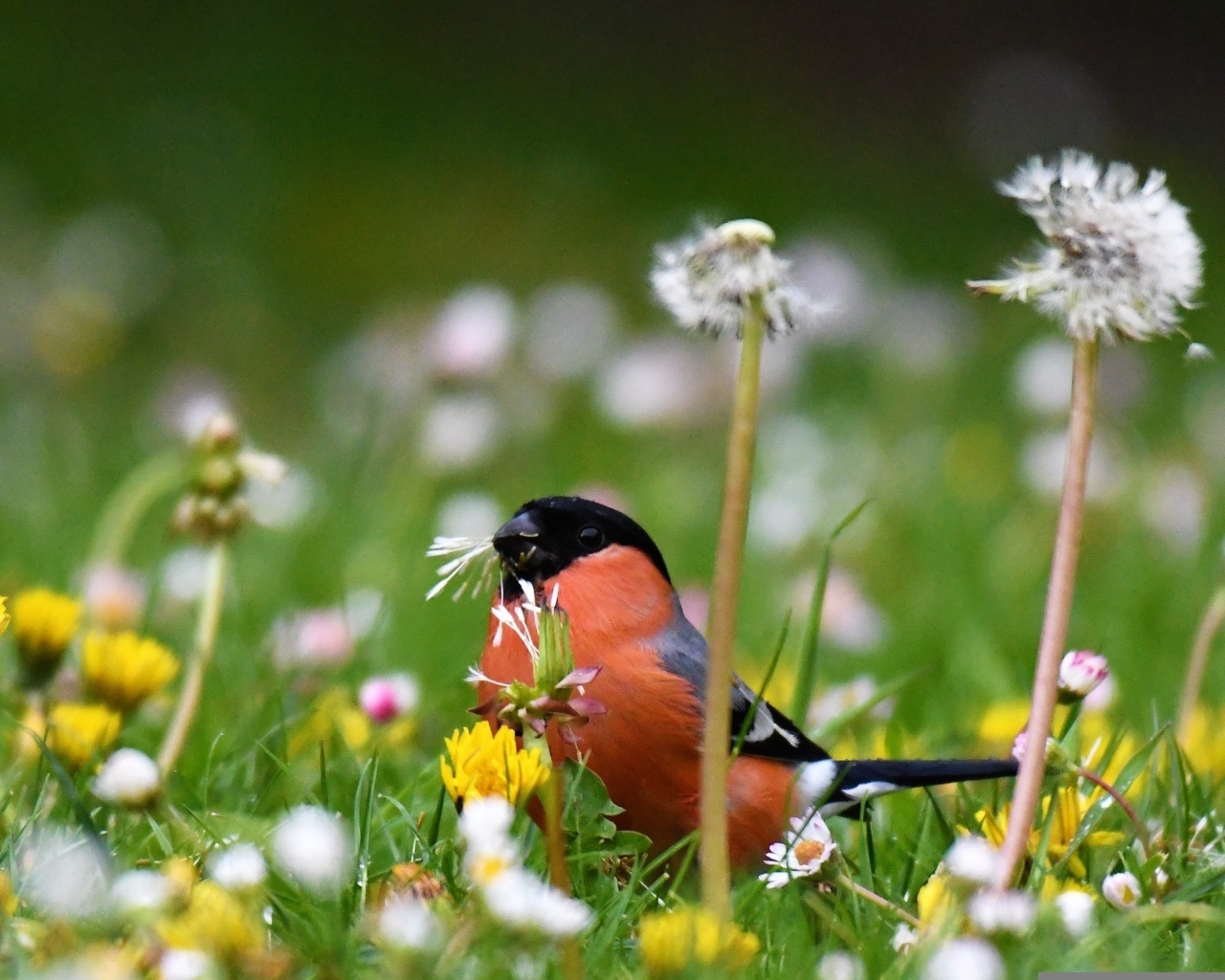 Маленький снегирь прячется в траве