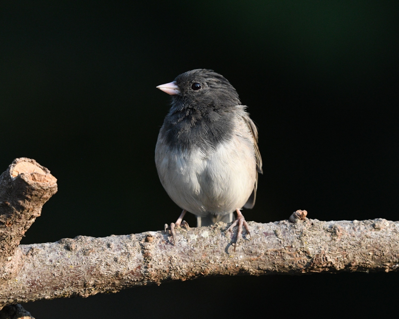 Маленький темноглазый юнко сидит на ветке дерева