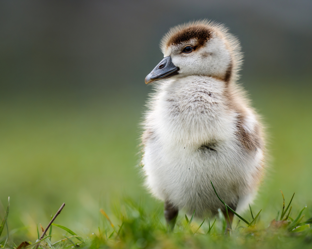 Маленький утенок стоит на зеленой траве