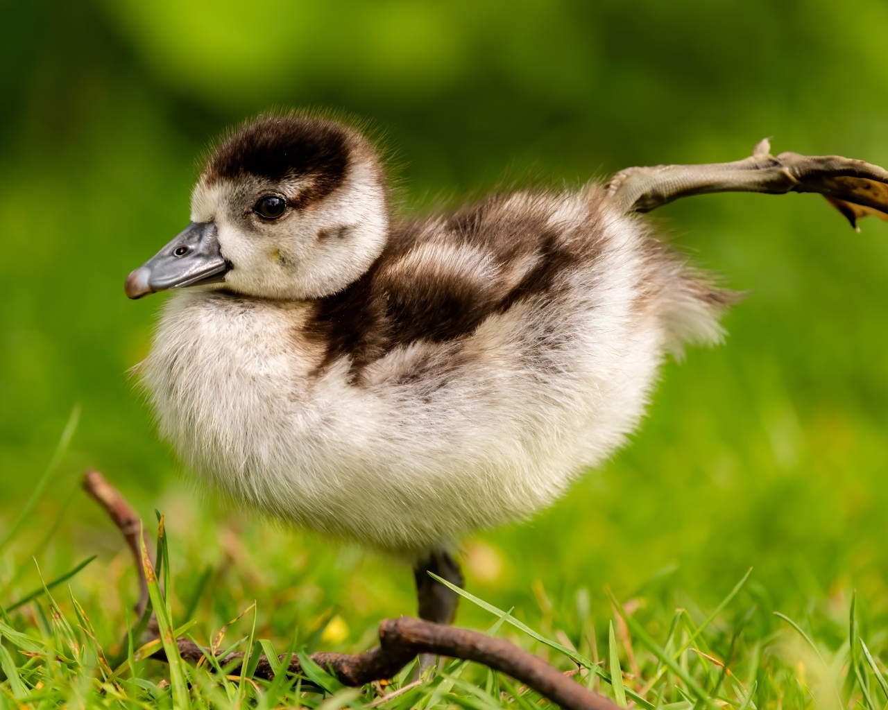 Маленький утенок разминает лапки