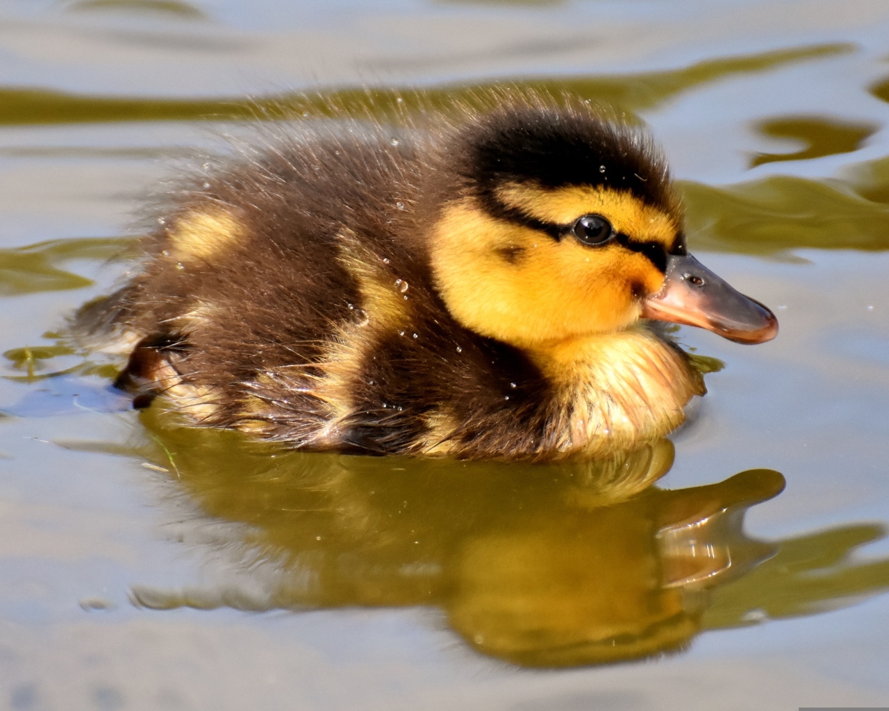 Маленький утенок плавает в воде