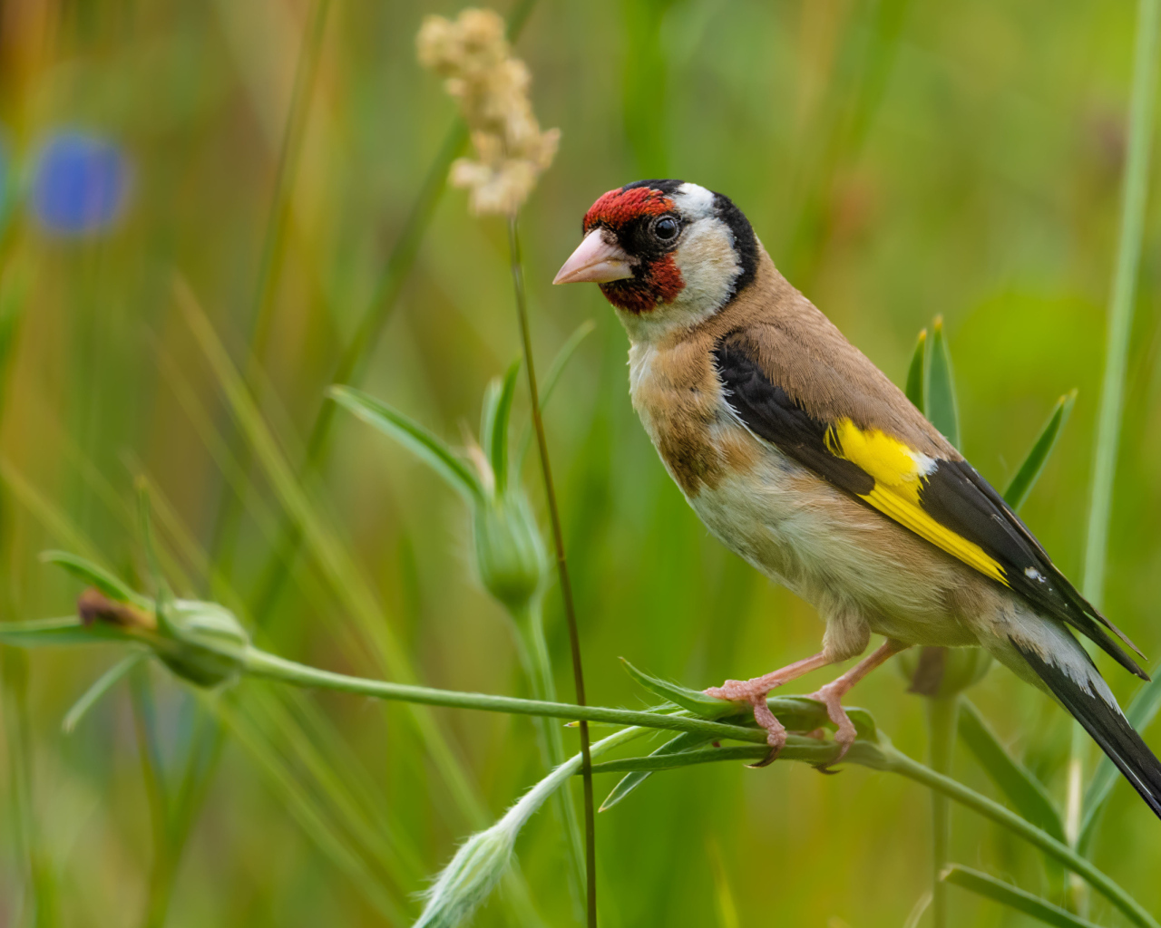 Маленький щегол сидит на траве