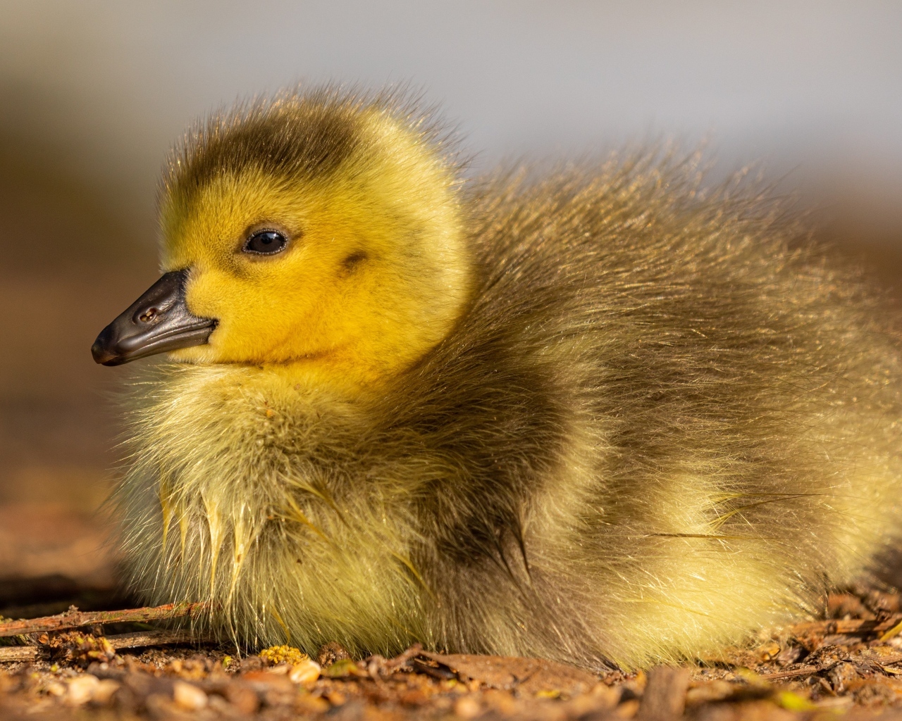 Маленький гусенок лежит на земле