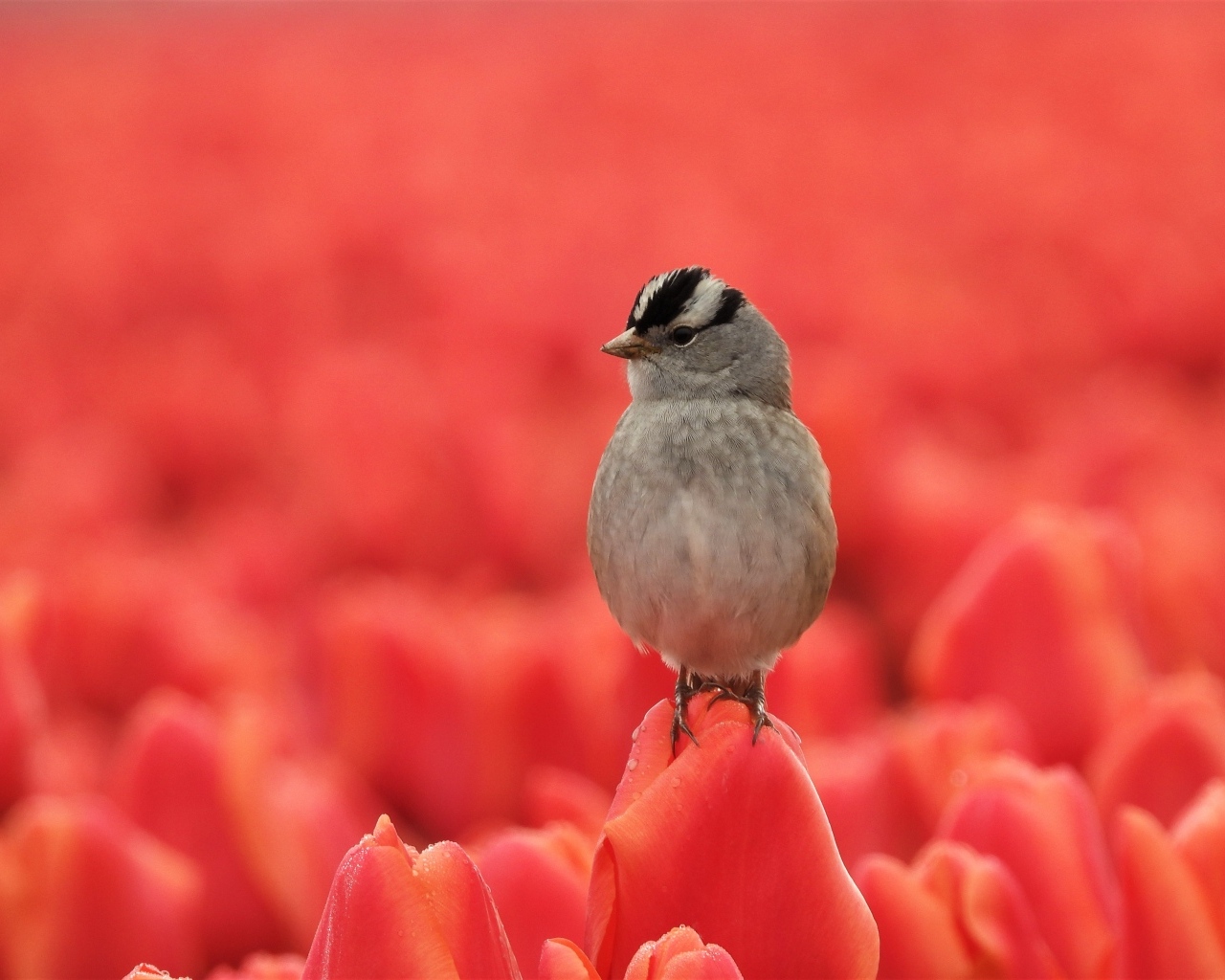Маленькая серая птичка сидит на тюльпане