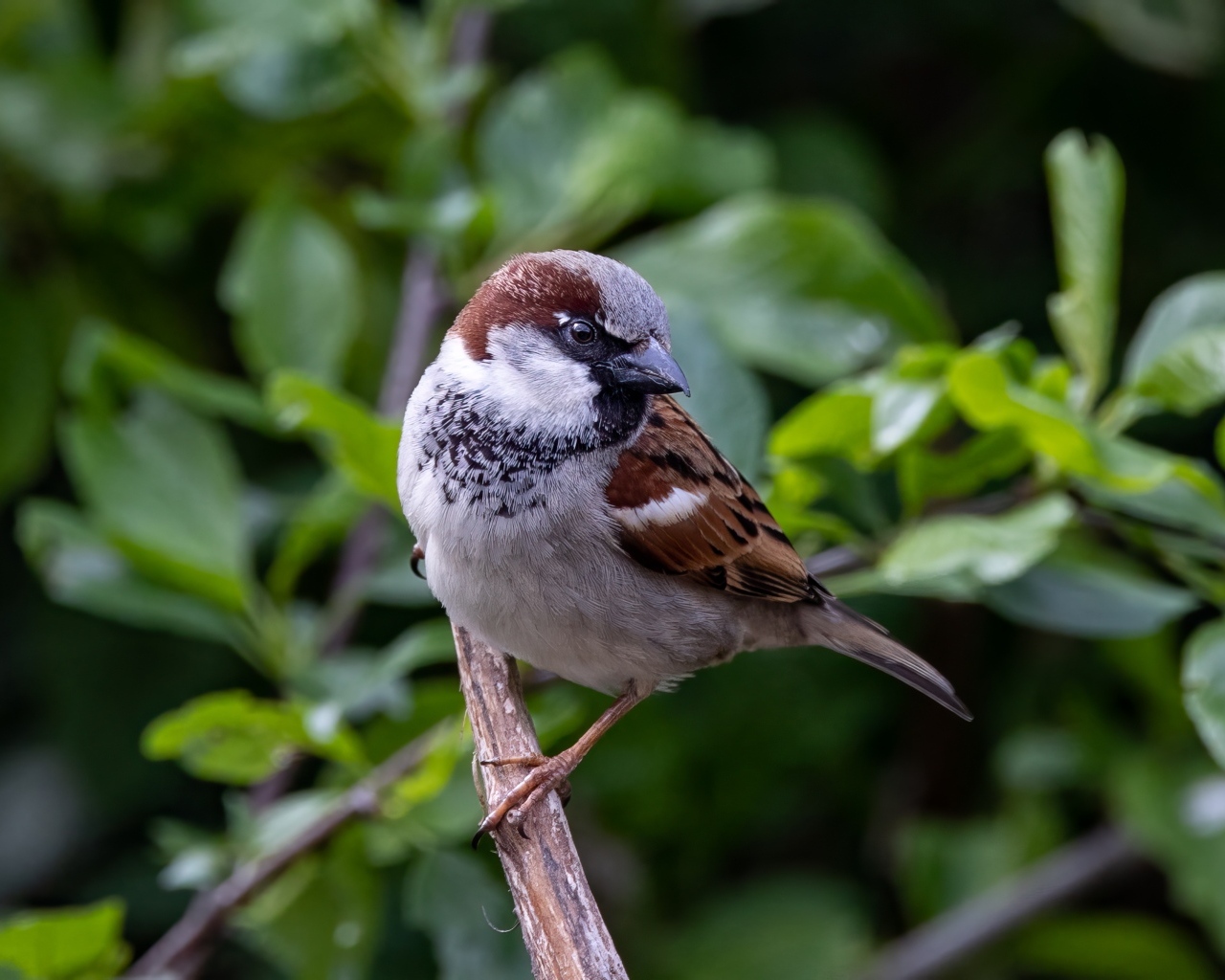 Маленький серый воробей сидит на ветке