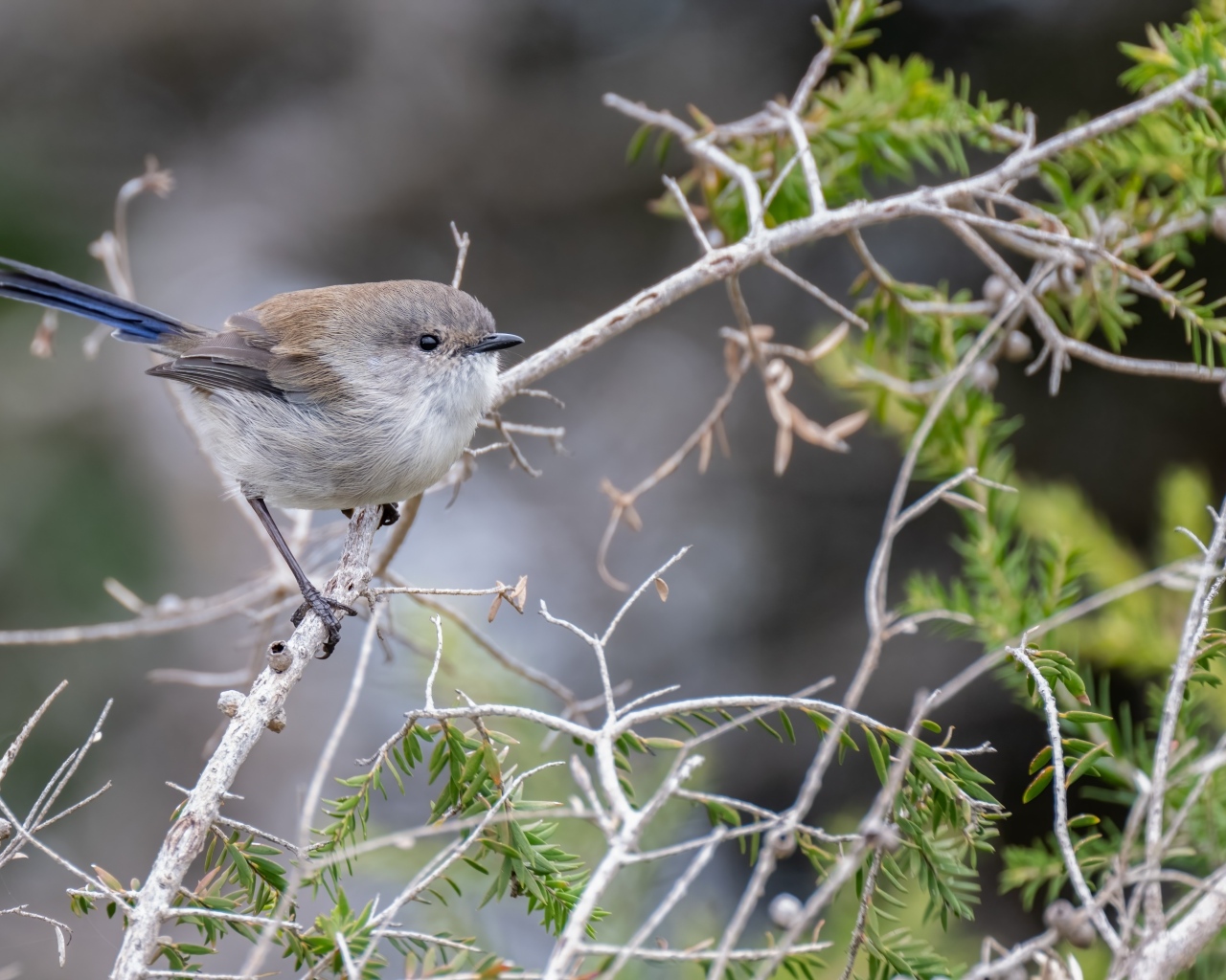 Маленькая серая птичка крапивник