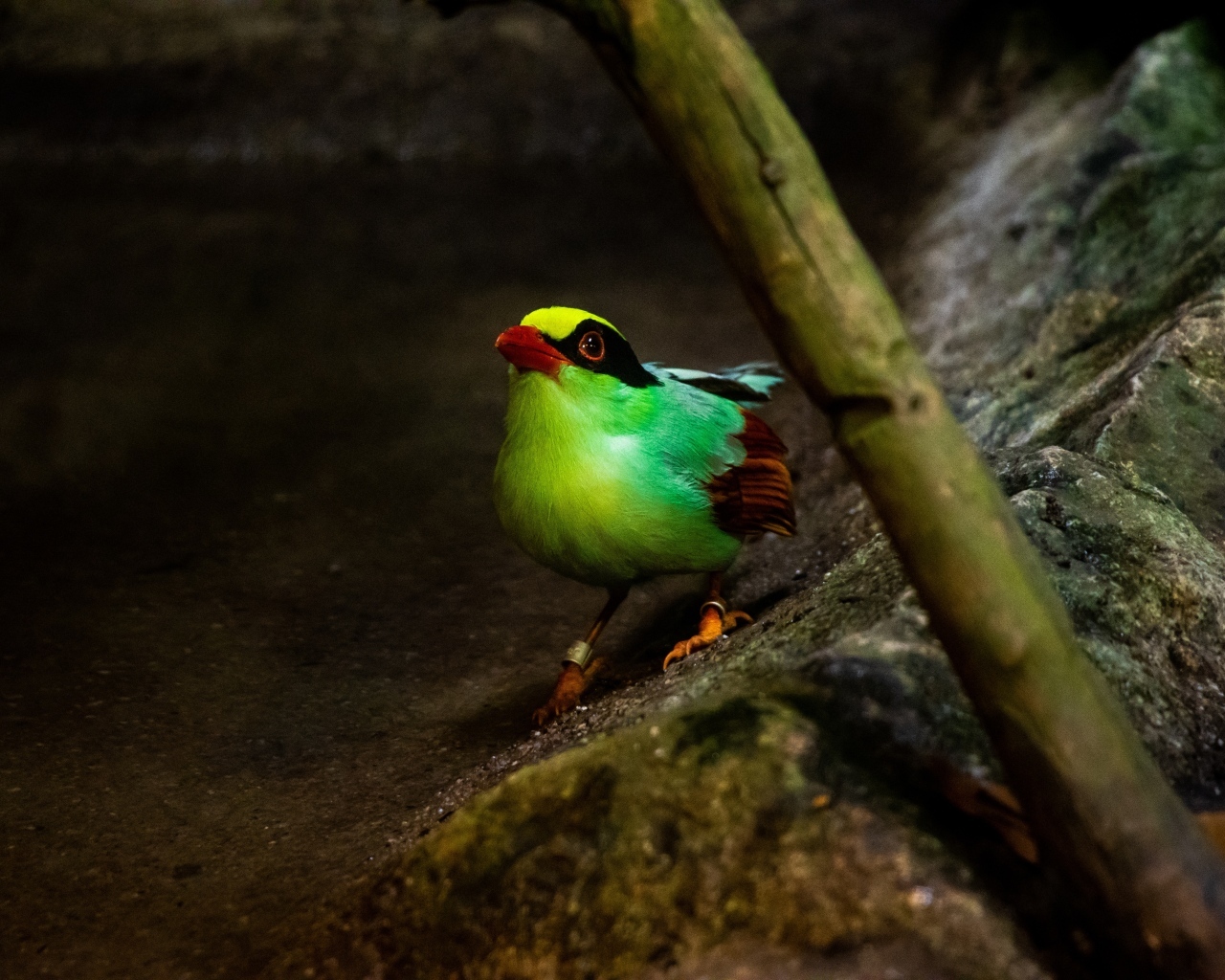 Маленькая зеленая птица на камне