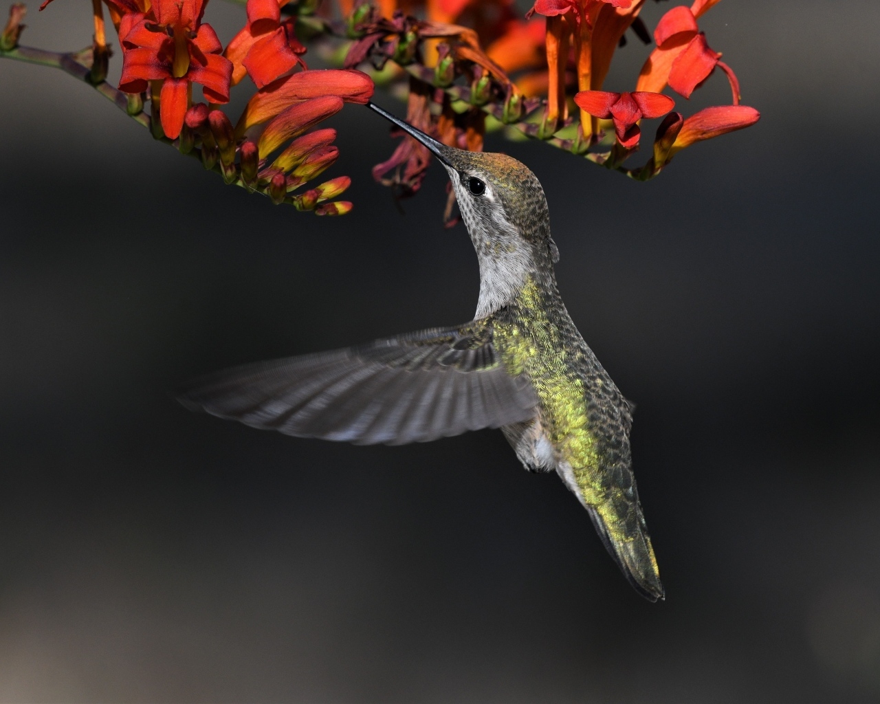 Маленькая птичка колибри собирает нектар с красного цветка