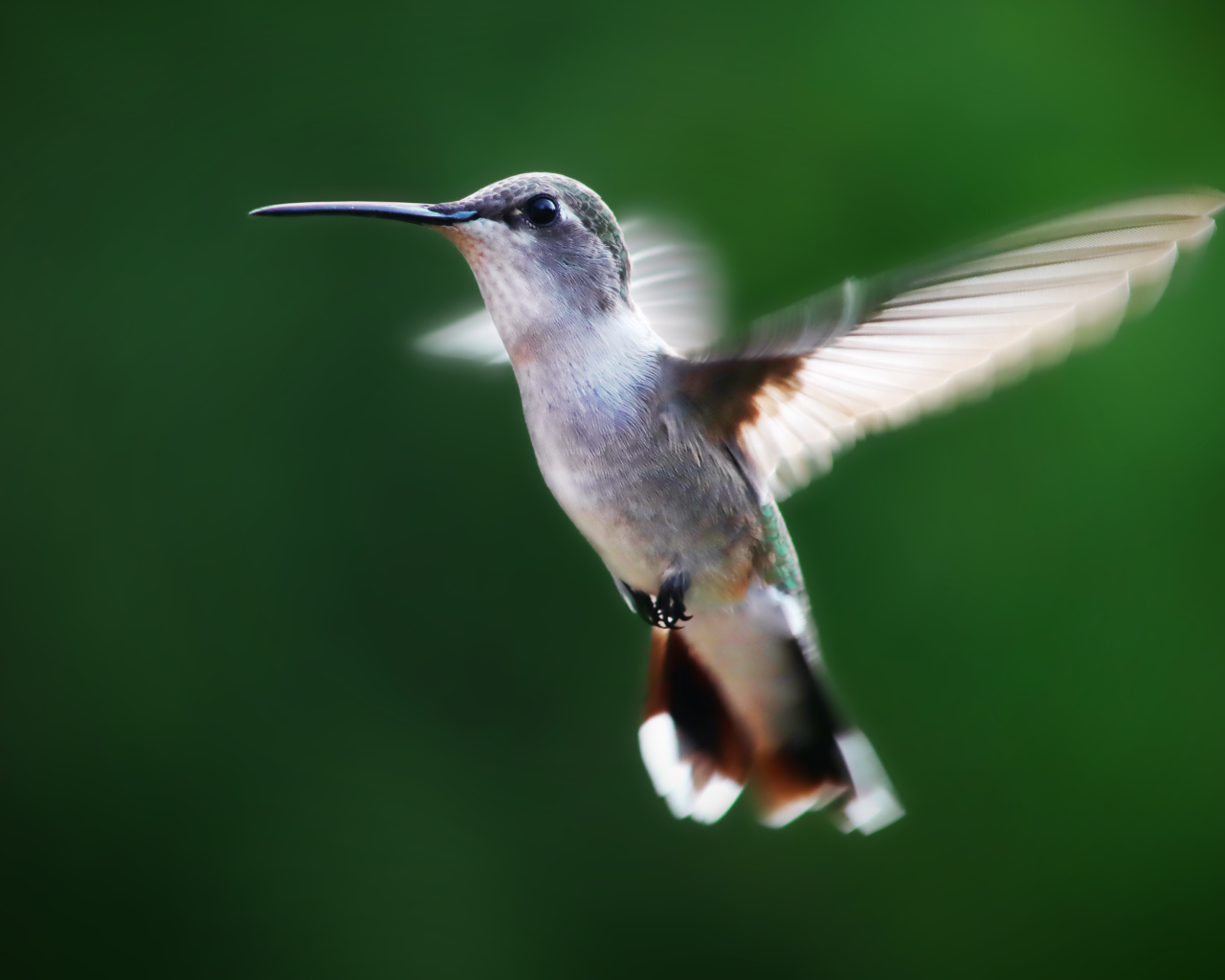 Маленькая птичка колибри на зеленом фоне