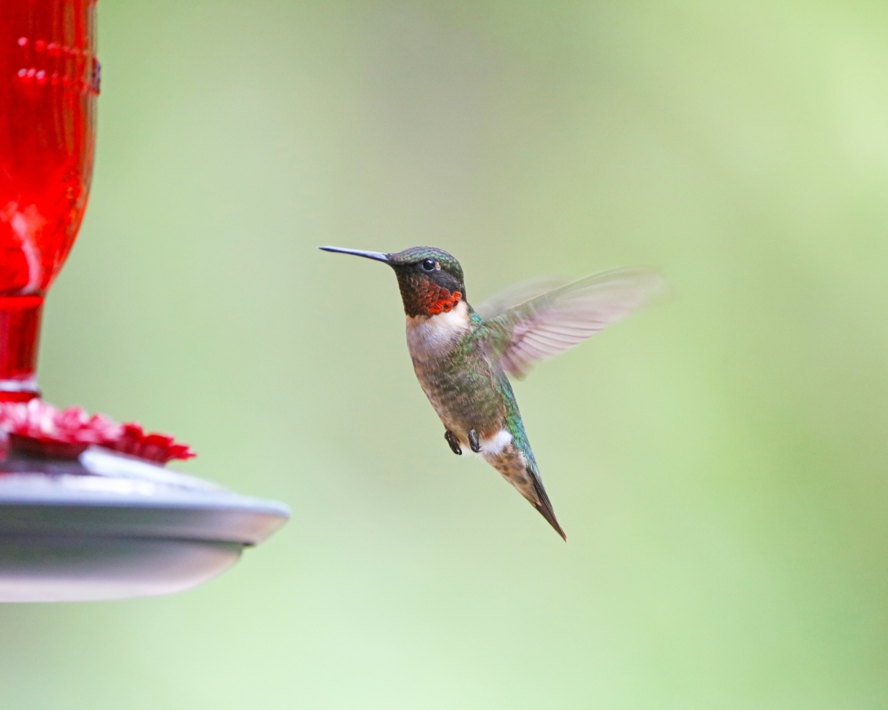 Маленькая птица колибри парит в воздухе